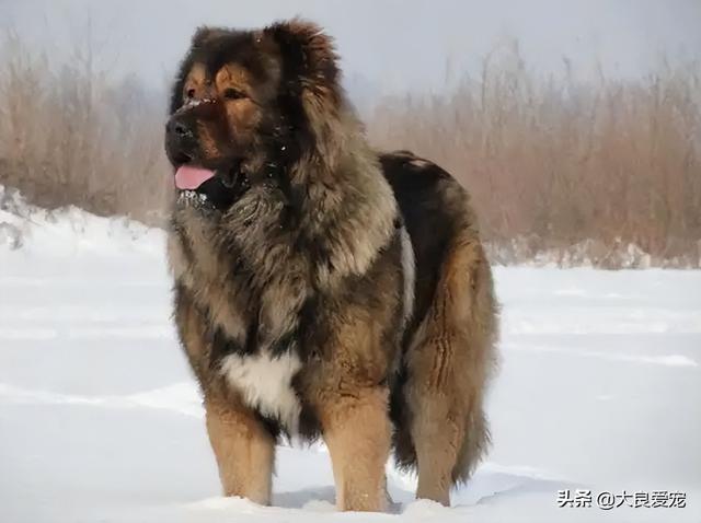 纯种高加索犬幼犬多少钱一只（高加索犬幼犬多少钱一只,熊新版）