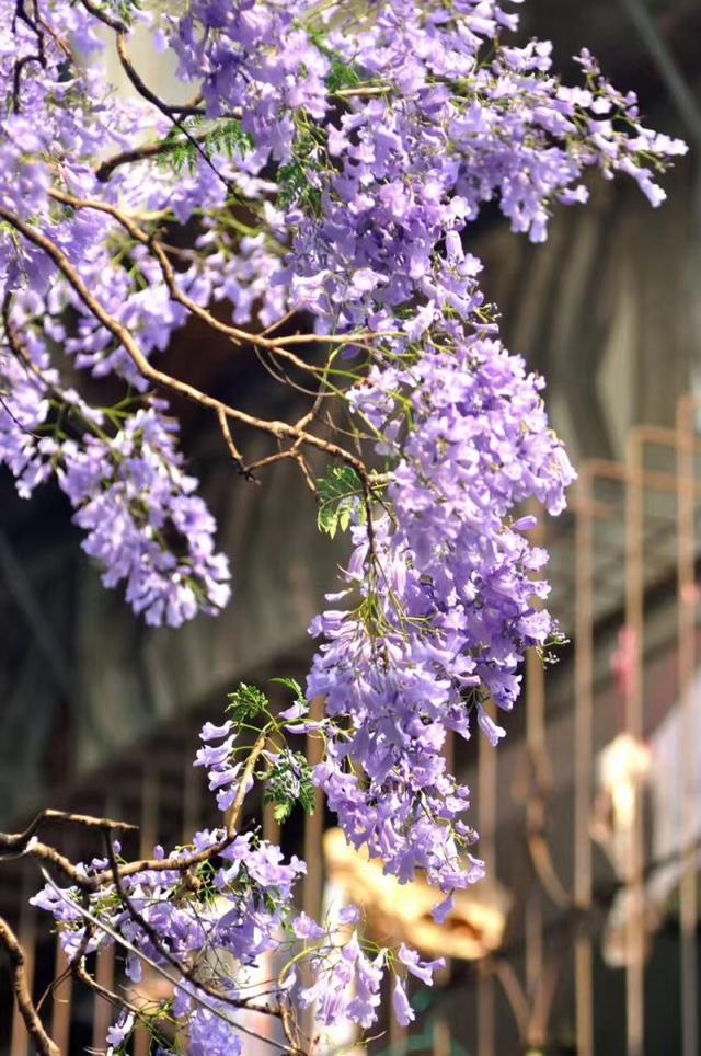 迎春花是啥颜色的（迎春花是什么颜色是什么样子的）