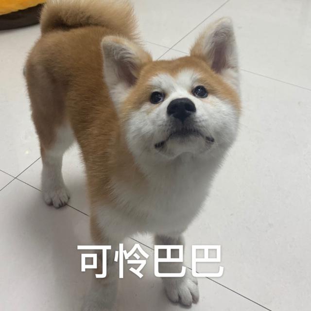 柴犬（秋田犬）