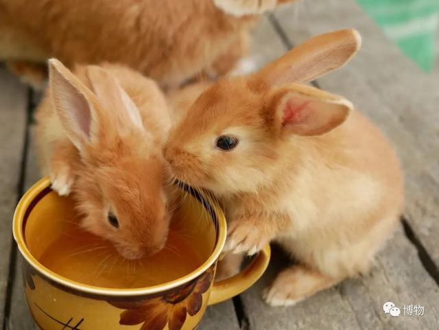兔子吃什么食物为主（兔子吃什么食物长得快）