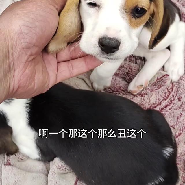 巴哥犬好养吗？为什么不建议养巴哥犬！