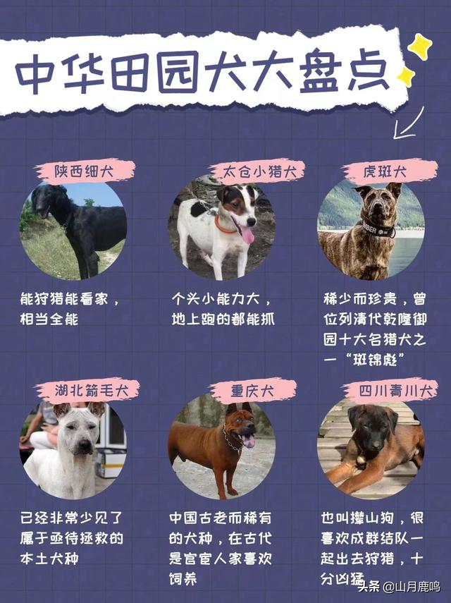 中华田园犬的价格多少钱一只（中华田园犬多少钱一条）