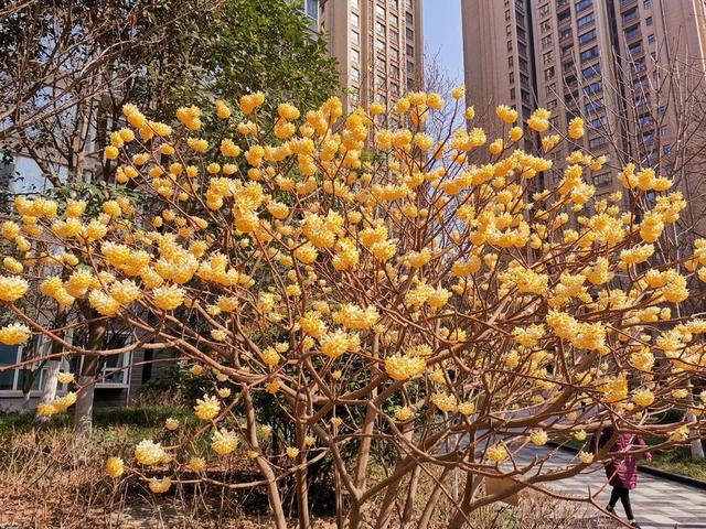 迎春花是啥颜色的（迎春花是什么颜色是什么样子的）