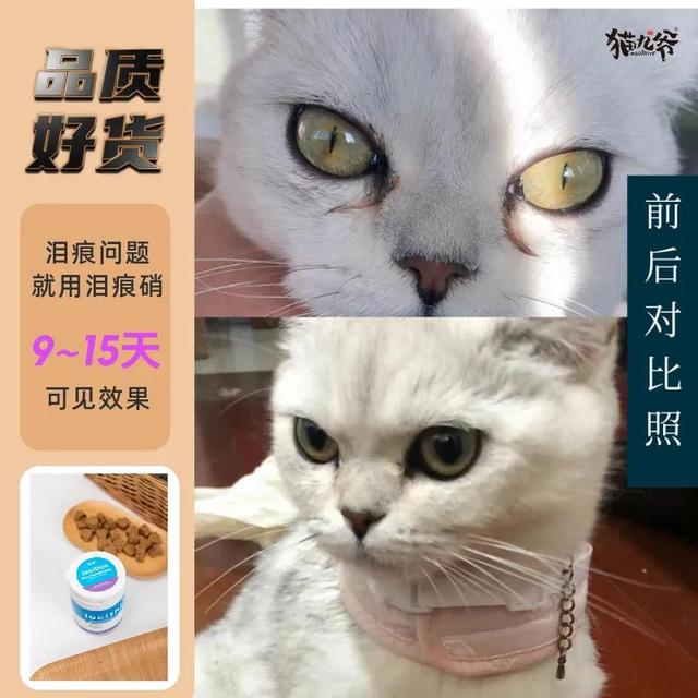 短毛波斯猫图片（黑色波斯猫图片）