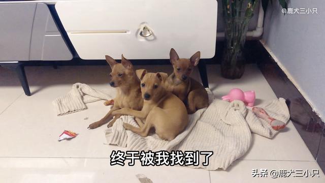 鹿犬多少钱一只价格（鹿犬耳朵立起来又耷拉了是怎么了）