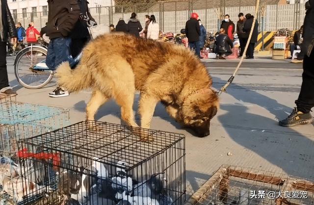 纯种高加索犬幼犬多少钱一只（高加索犬幼犬多少钱一只,熊新版）