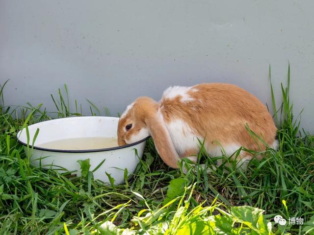 兔子吃什么食物为主（兔子吃什么食物长得快）