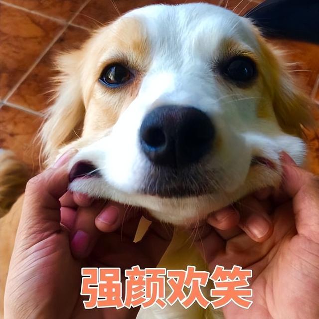 纯种边牧犬多少钱一只幼崽（边牧犬幼崽）