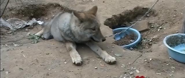 小狗呕吐是什么原因不吃东西（小狗呕吐是什么原因吃什么药）