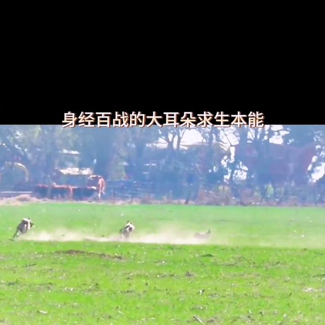 格力犬价格多少钱一只幼犬？格力犬价格多少钱一只幼犬图片！