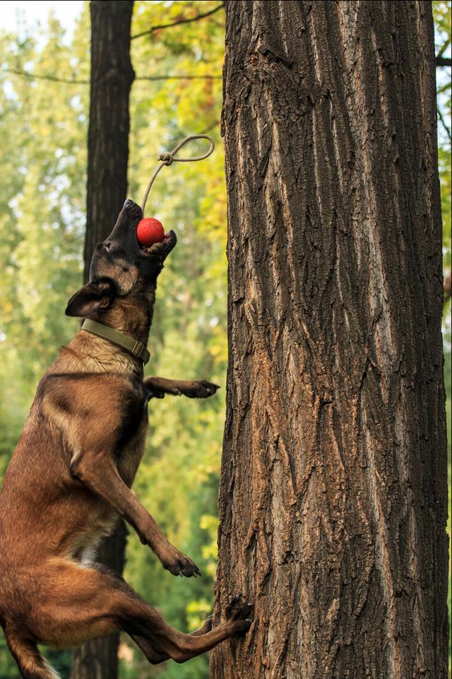 马犬图片大全 纯种 特征（马犬图片大全 纯种 10万）