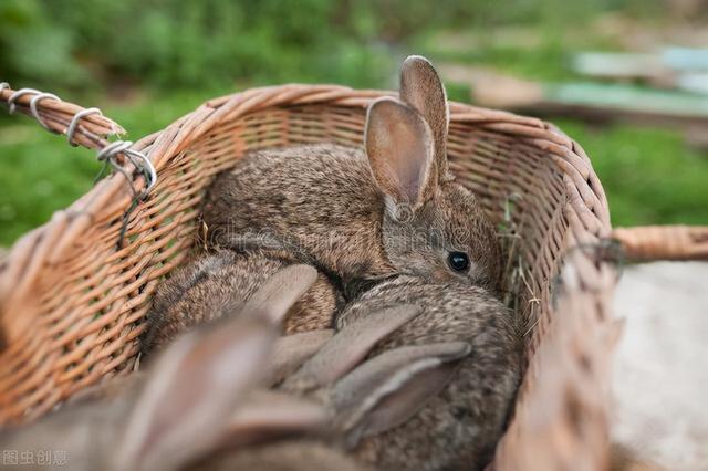 兔子养殖利润和成本计算（养兔的成本与利润分析）