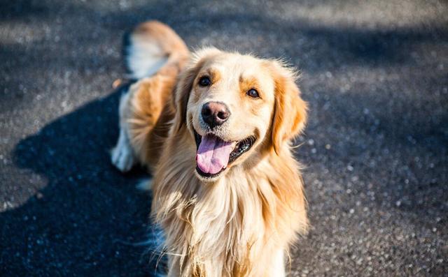 金毛犬性格特点和缺点（金毛犬特点和缺点）