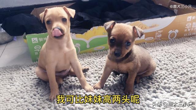 鹿犬多少钱一只价格（鹿犬耳朵立起来又耷拉了是怎么了）