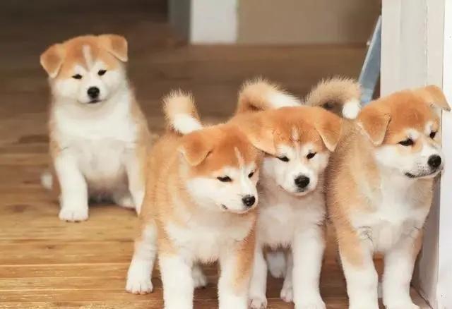 日本秋田犬是不是柴犬（日本秋田犬和中华田园犬的区别）