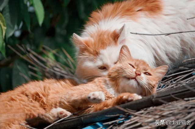 猫发春是怎么样的（猫猫发春是啥样的）