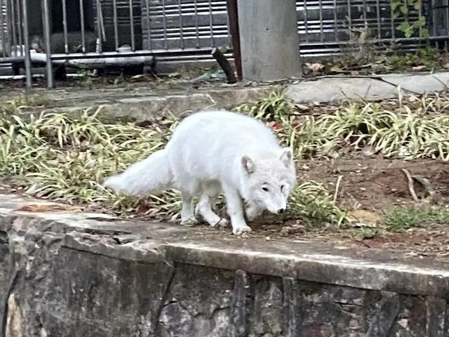 安格鲁雪貂好养吗（国产雪貂好养吗）