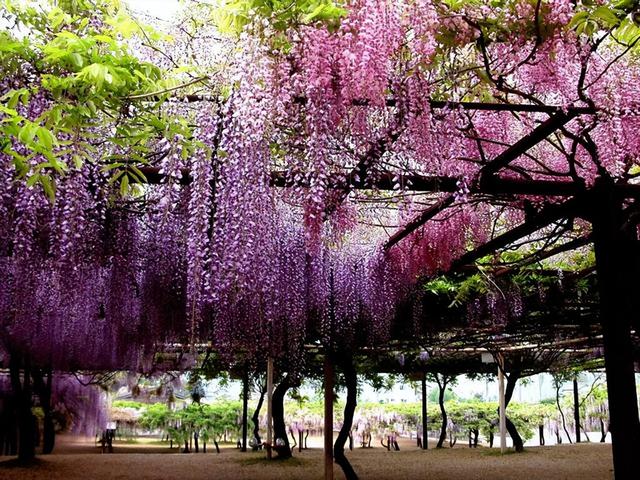 牡丹鹦鹉寿命几年（牡丹鹦鹉平均寿命多长）