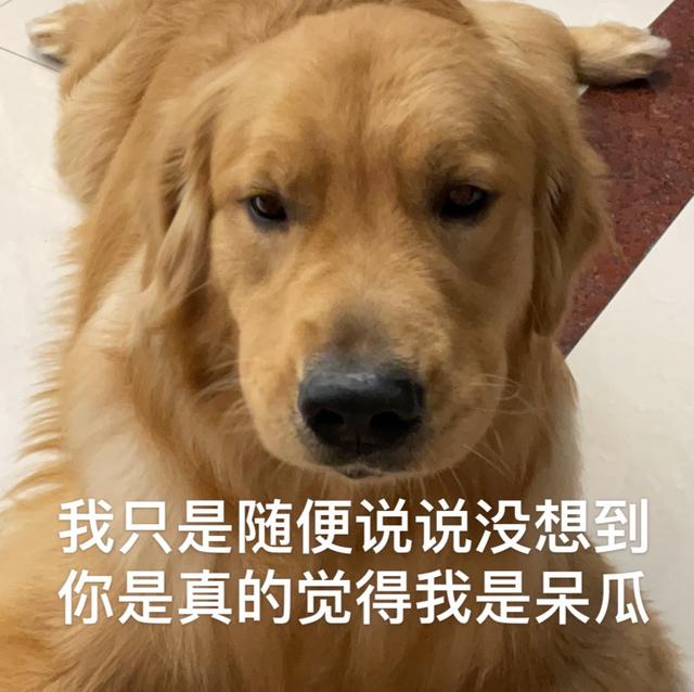 金毛犬多少钱一只幼崽图片（金毛犬多少钱一只）