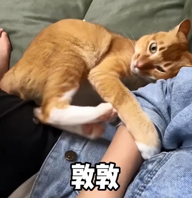 马恩岛猫没有尾巴（马恩岛猫币）