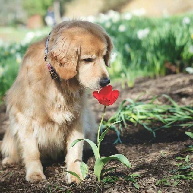 史宾格犬适合家养吗（史宾格犬怎么养养）