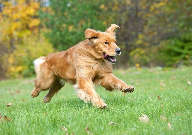 金毛犬多少钱一只幼崽图片（金毛犬多少钱一只）