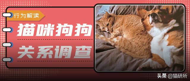 长期挨打的猫会怎样（猫能挨打吗）