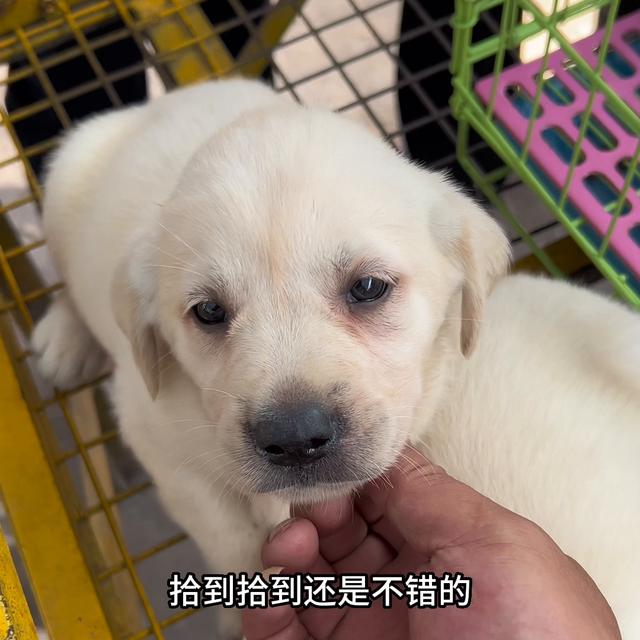 拉布拉多犬多少钱一只幼犬？建议穷人养的10种狗！