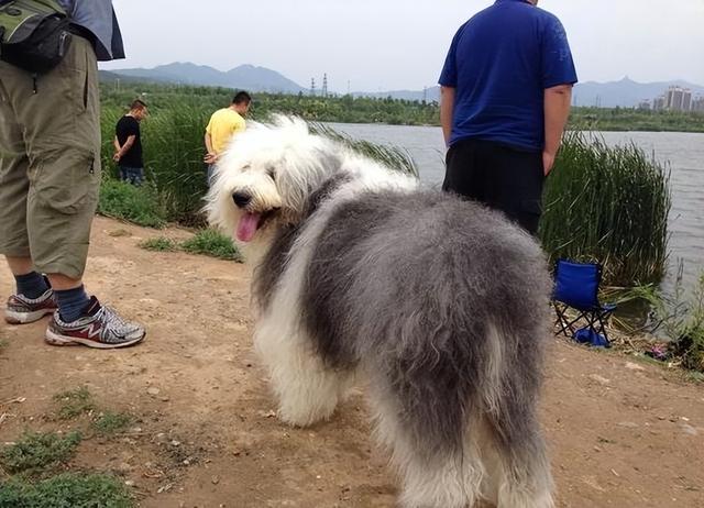 古牧犬图片造型（英国古牧犬图片）