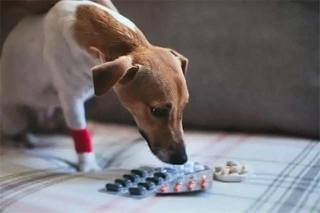 狗狗吃了老鼠药有什么症状（狗吃老鼠药的症状）