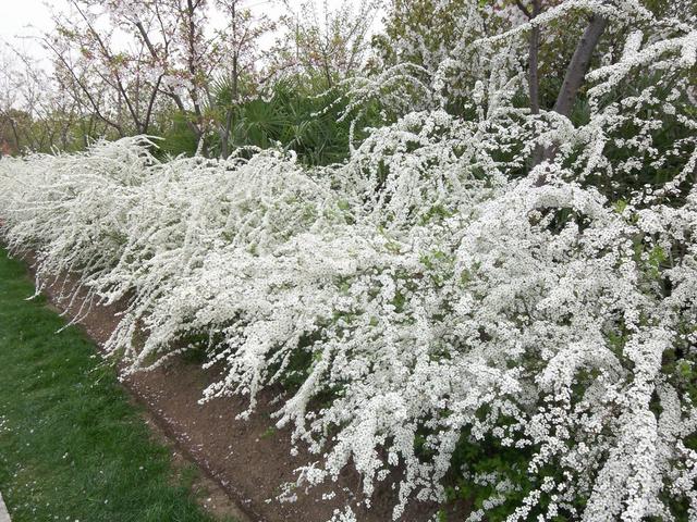 迎春花是啥颜色的（迎春花是什么颜色是什么样子的）