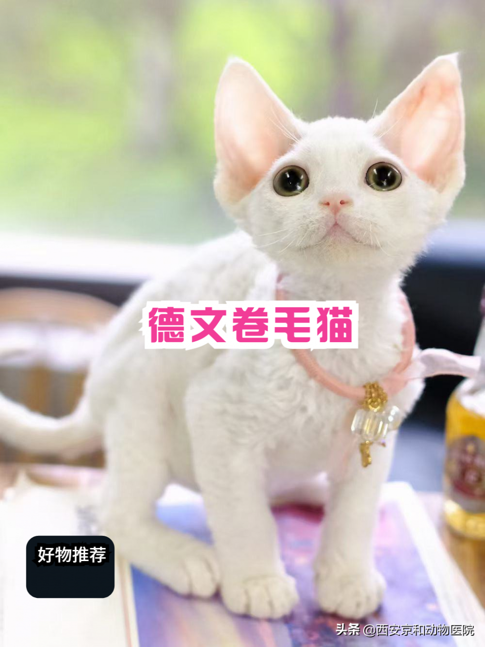 梦中情猫丨德文卷毛猫