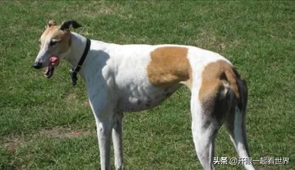 苏俄猎狼犬什么价位（苏俄猎狼犬的电影）