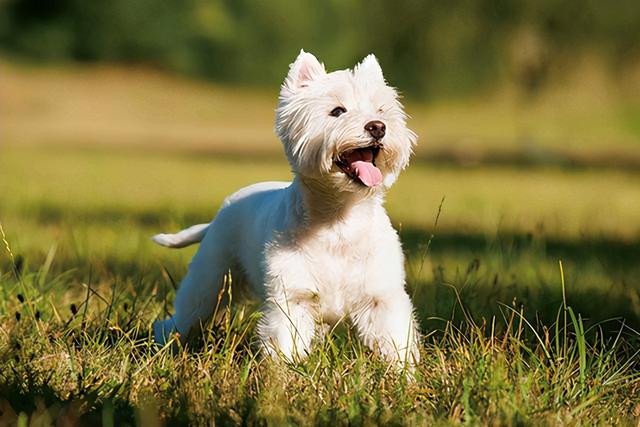 西高地白梗犬大概多少钱一只_（西高地白梗犬掉毛吗）