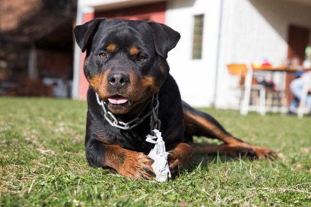 罗威纳犬市场价多少钱一只（纯种罗威纳犬市场价多少钱）