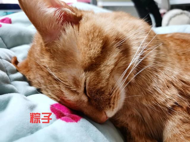 猫咪打疫苗多少钱多久打一次？猫咪打疫苗多少钱多久打一次啊！