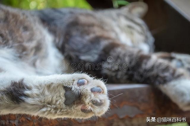 小猫发烧40度怎么在家救它（小猫发烧到41度怎么办）