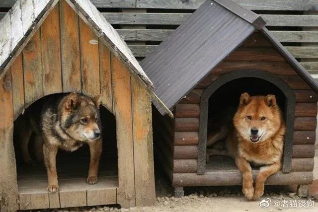 中华田园犬和土狗有什么区别图片（中华田园犬和土狗有什么区别拉布拉多）