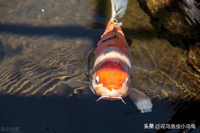 锦鲤吃什么的_（锦鲤吃些什么）