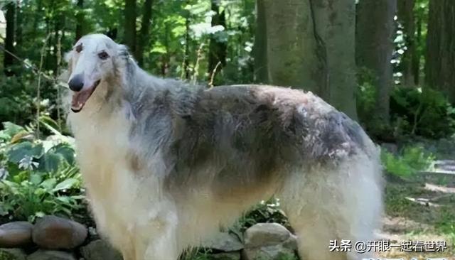 苏俄猎狼犬什么价位（苏俄猎狼犬的电影）