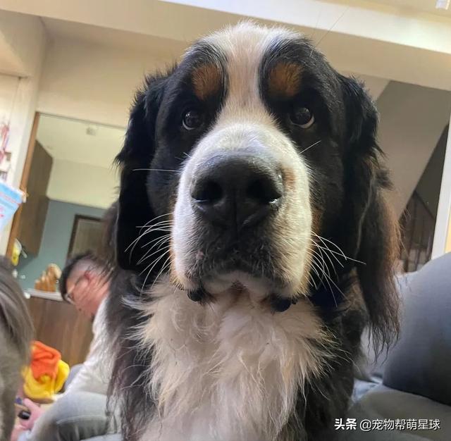 杰克罗素梗智商排名（杰克罗素梗犬）