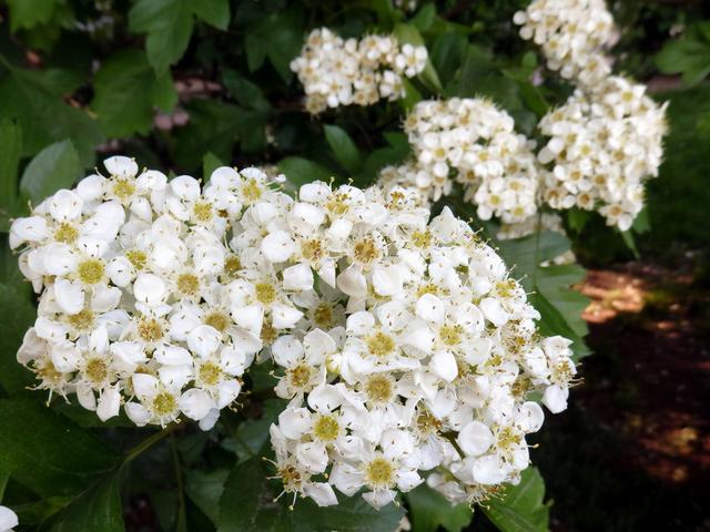 迎春花是啥颜色的（迎春花是什么颜色是什么样子的）