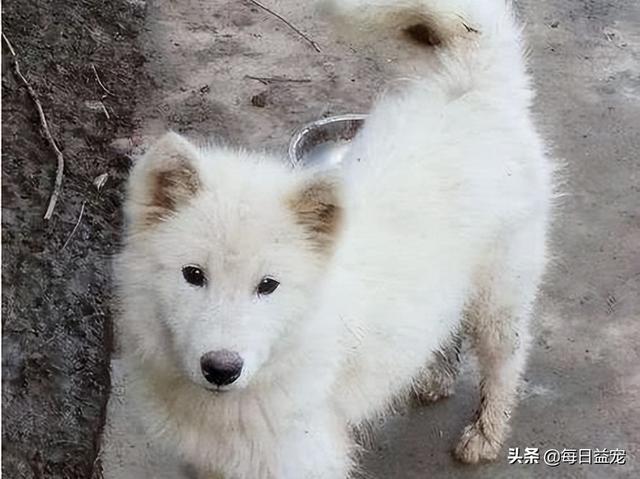 萨摩耶适合什么人养（萨摩耶犬一生会认几个主人）