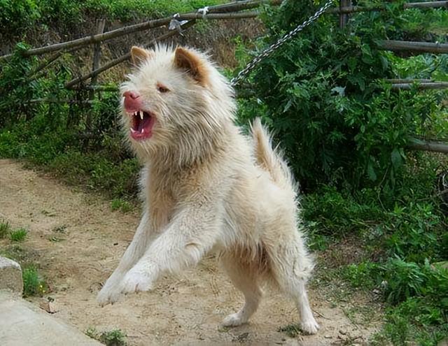 中国大型犬有哪些品种（白色的大型犬有哪些品种）