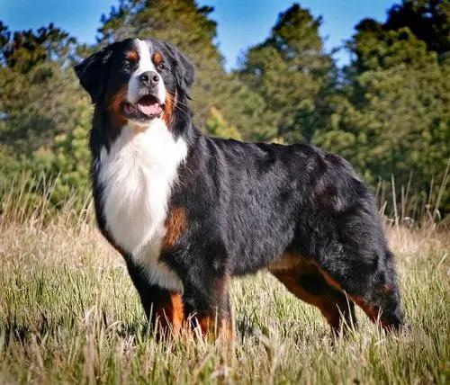 伯恩山犬北京禁养吗（伯恩山犬成都禁养吗）