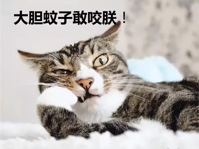 猫猫能不能闻花露水（猫咪可以闻花露水）