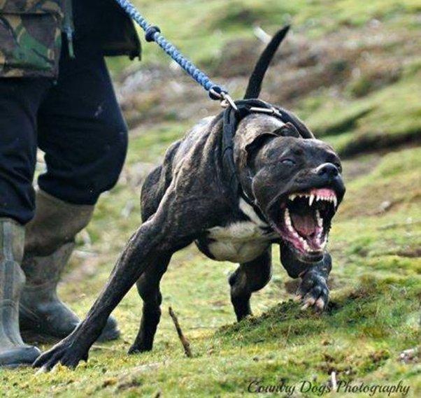 卡斯罗犬多少钱一只（卡斯罗犬图片）