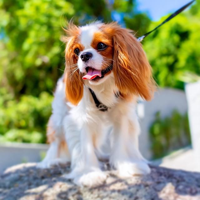 腊肠犬一般多少钱一只超迷你狗？腊肠犬一般多少钱一只超迷你狗呢！