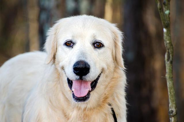 大白熊犬在中国禁养吗？大白熊犬多少钱一只！