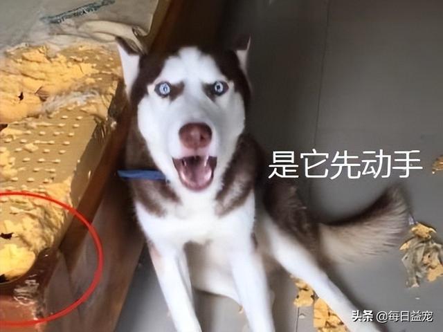 我家狗越打越凶（幼犬为什么越打越凶）